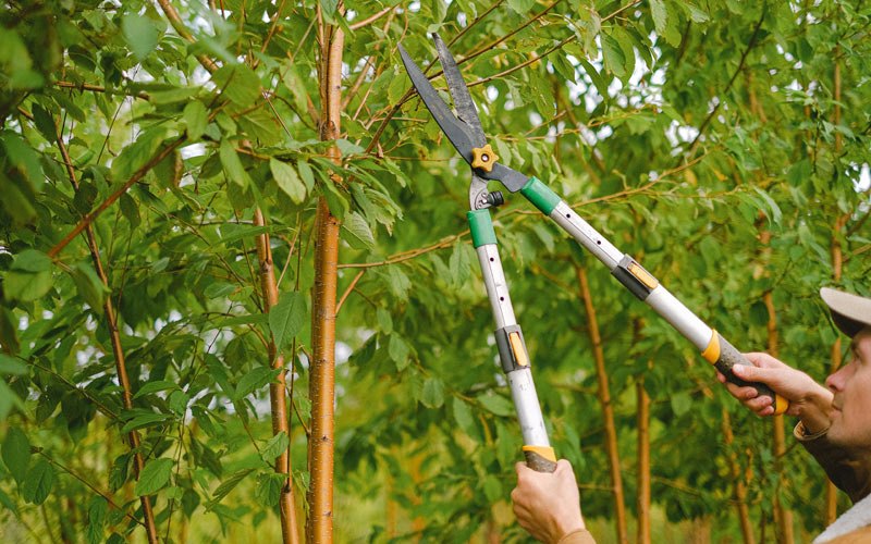 Tree trimming in Quasqueton, IA